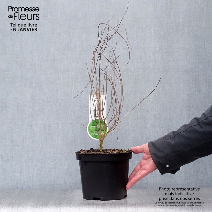 Amostra de Lespedeza thunbergii Vaso de 2 L/3 L tal como entregue no inverno