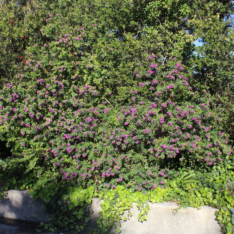 Lespedeza thunbergii (Hábito)