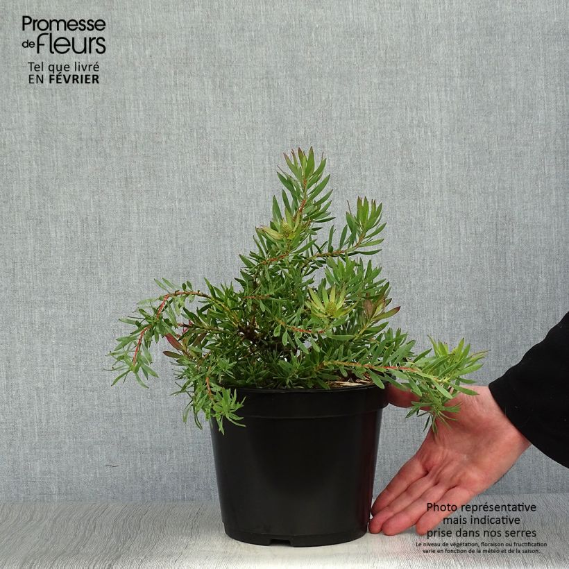 Amostra de Leucadendron Cheeky  Vaso de 3 L/4 L tal como entregue no inverno