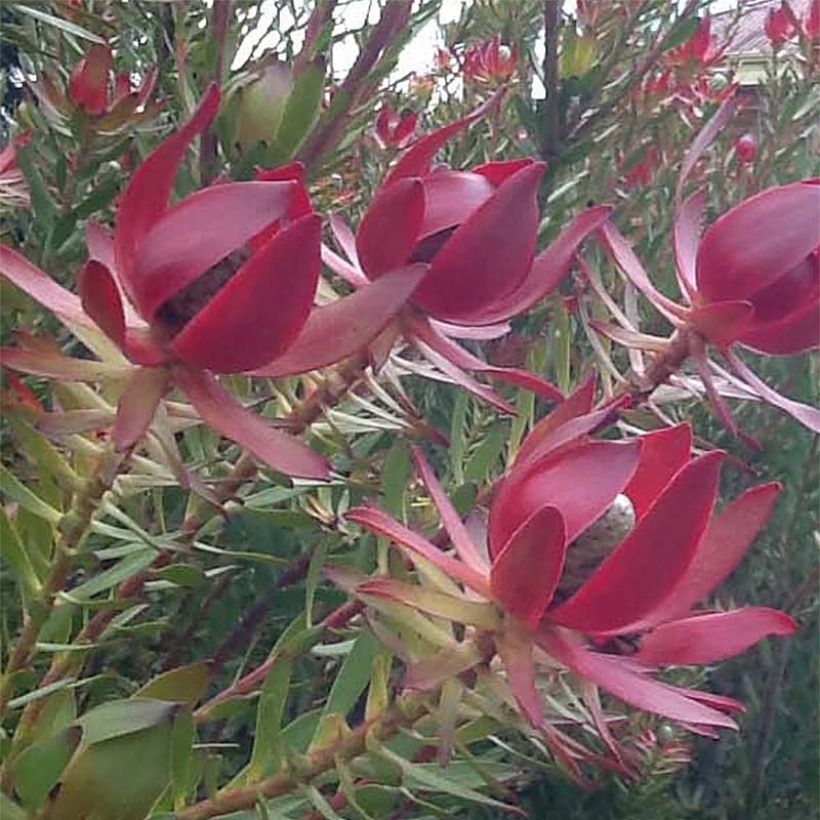 Leucadendron salignum Devil's Blush (Floração)