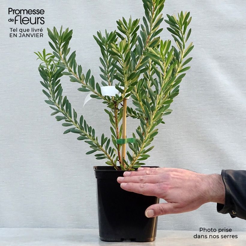 Amostra de Leucadendron salignum Devil's Blush Vaso de 3 L/4 L tal como entregue no inverno