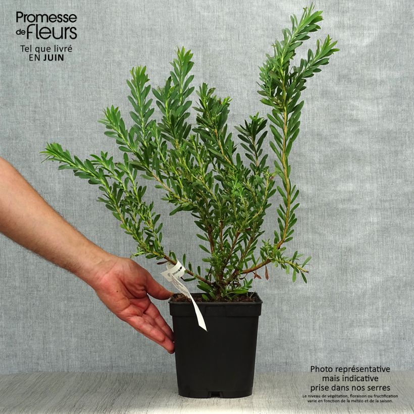 Amostra de Leucadendron salignum Devil's Blush Vaso de 3 L/4 L tal como entregue no verão