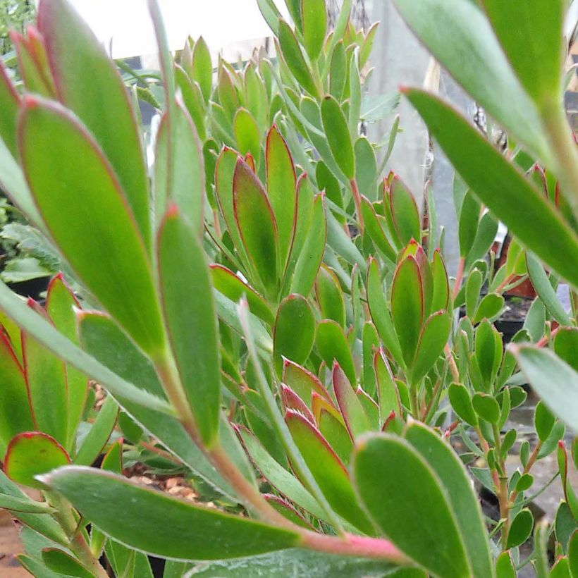 Leucadendron Fireglow (Folhagem)