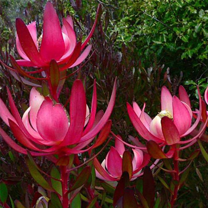 Leucadendron Fireglow (Floração)