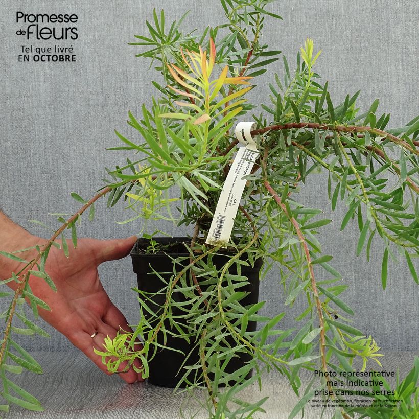 Amostra de Leucadendron Fireglow Vaso de 3 L/4 L tal como entregue no outono