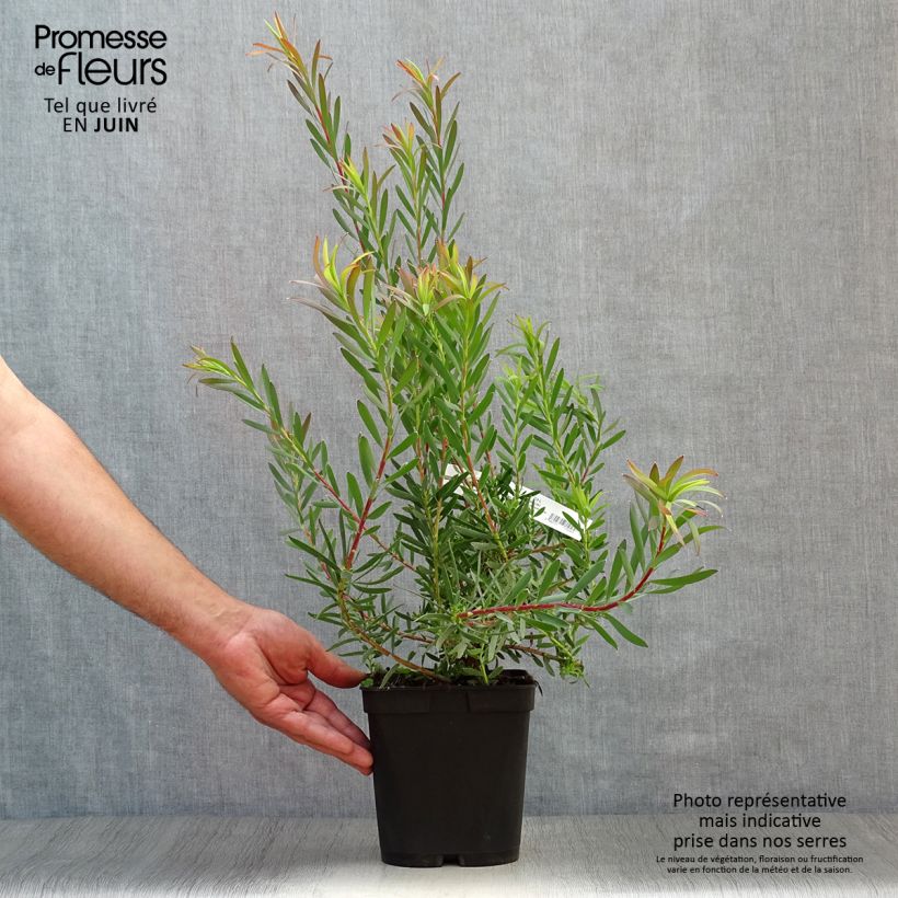Amostra de Leucadendron Fireglow Vaso de 3 L/4 L tal como entregue no verão