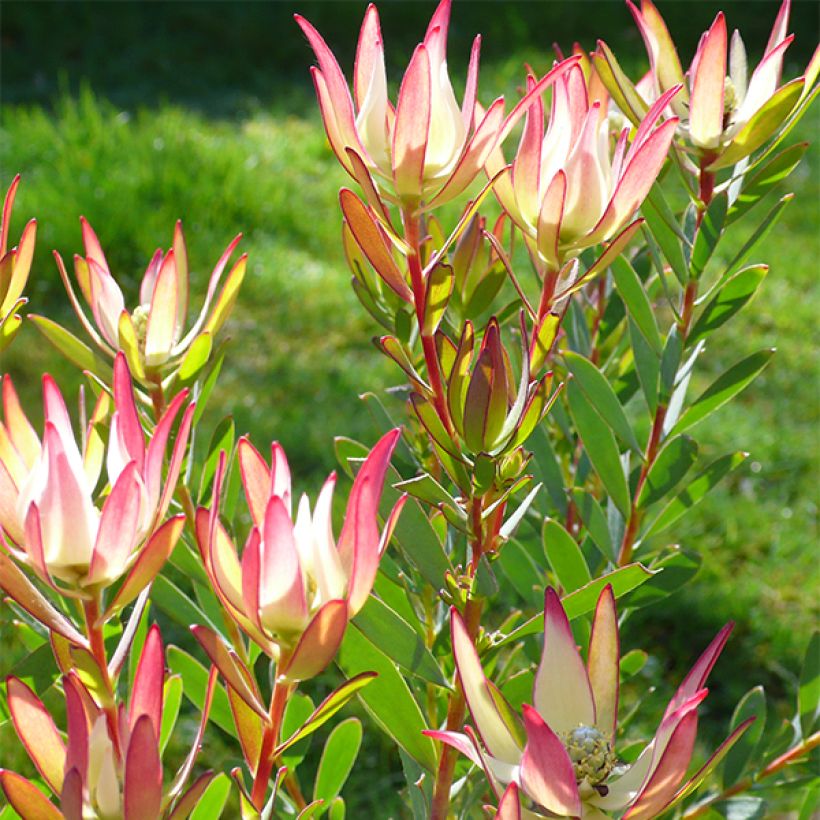 Leucadendron Jack Harre (Floração)