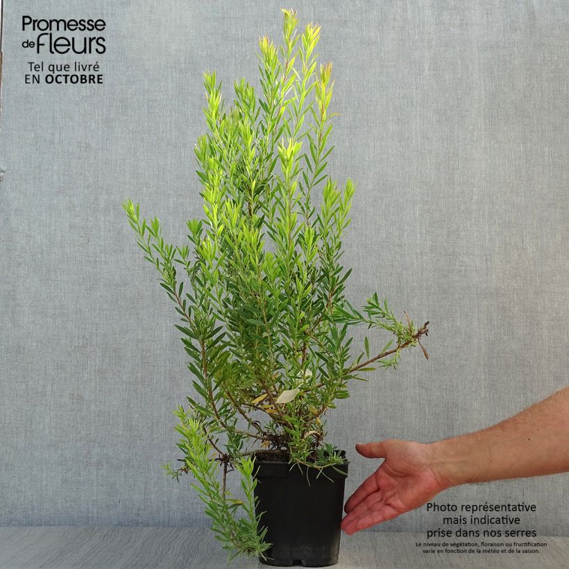 Amostra de Leucadendron Jack Harre Vaso de 3 L/4 L tal como entregue no outono
