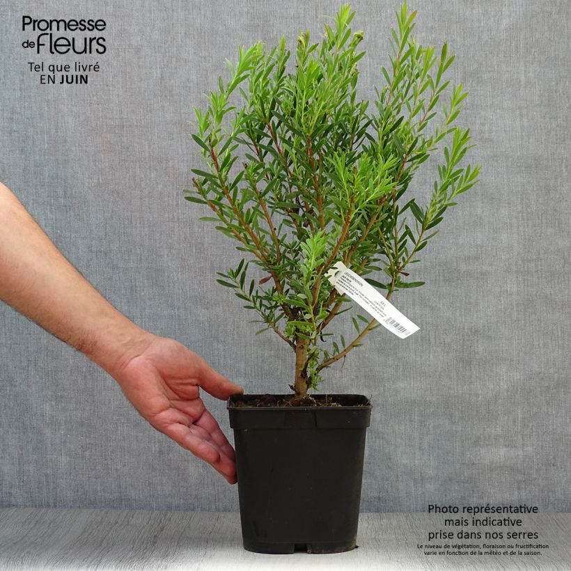 Amostra de Leucadendron Jack Harre Vaso de 3 L/4 L tal como entregue no verão