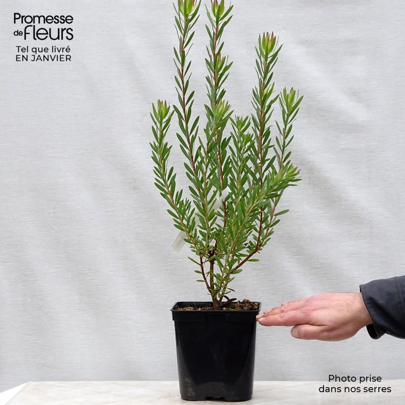 Amostra de Leucadendron  Jack Harre Vaso de 3 L/4 L tal como entregue no inverno