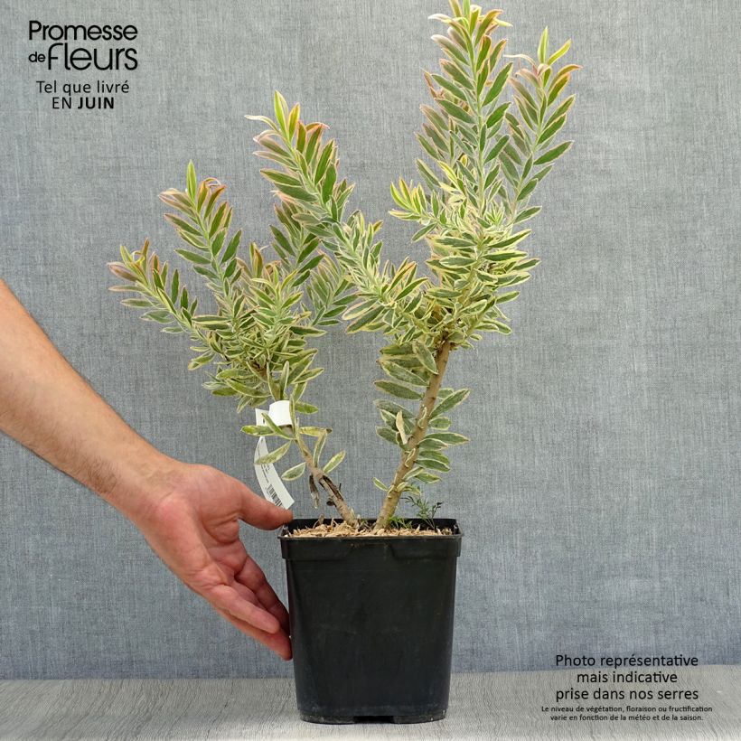 Amostra de Leucadendron Jester Vaso de 3 L/4 L tal como entregue no verão