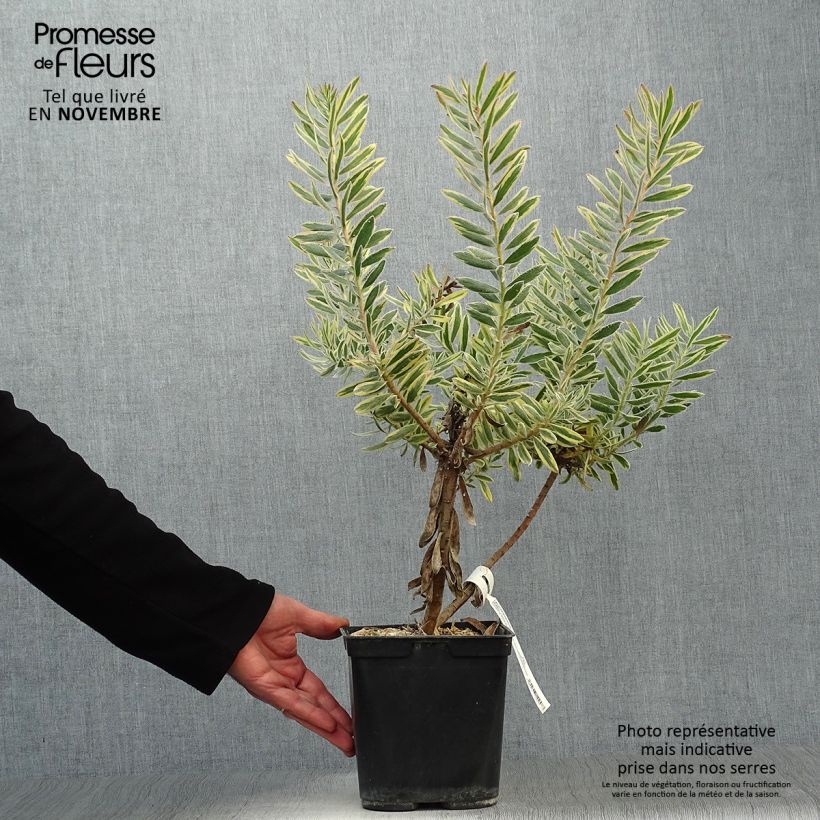 Amostra de Leucadendron Jester Vaso de 3 L/4 L tal como entregue no outono