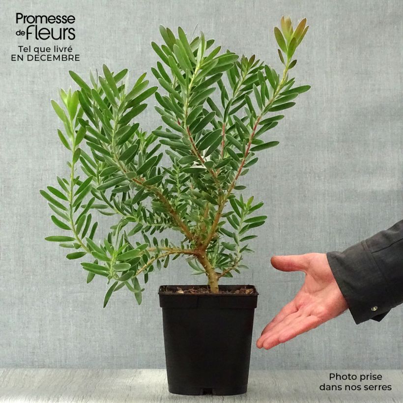 Amostra de Leucadendron Safari Sunset Vaso de 3 L/4 L tal como entregue no inverno