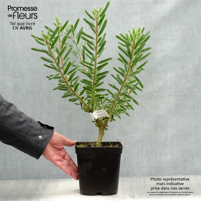 Amostra de Leucadendron Safari Sunset Vaso de 3 L/4 L tal como entregue na primavera