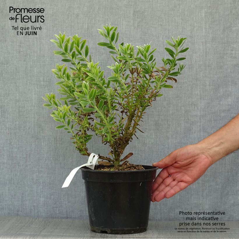 Amostra de Leucadendron Safari Sunset Vaso de 3 L/4 L tal como entregue no verão