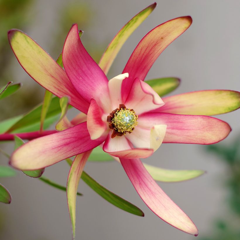 Leucadendron Safari Sunset (Floração)