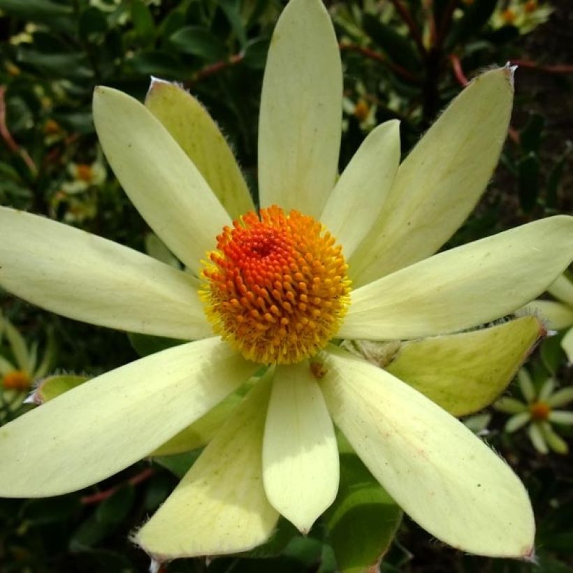 Leucadendron Summer Sun (Floração)
