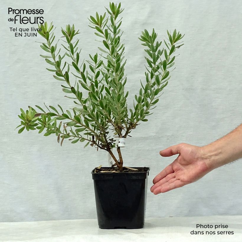 Amostra de Leucadendron Sundance Vaso de 3 L/4 L tal como entregue no verão