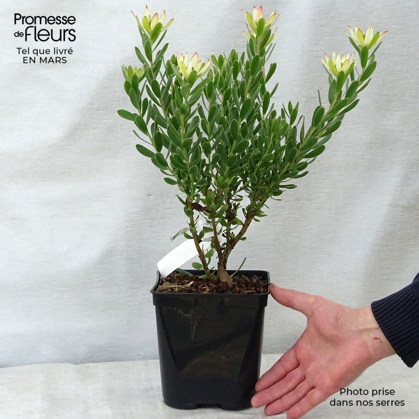 Amostra de Leucadendron Sundance Vaso de 3 L/4 L tal como entregue na primavera