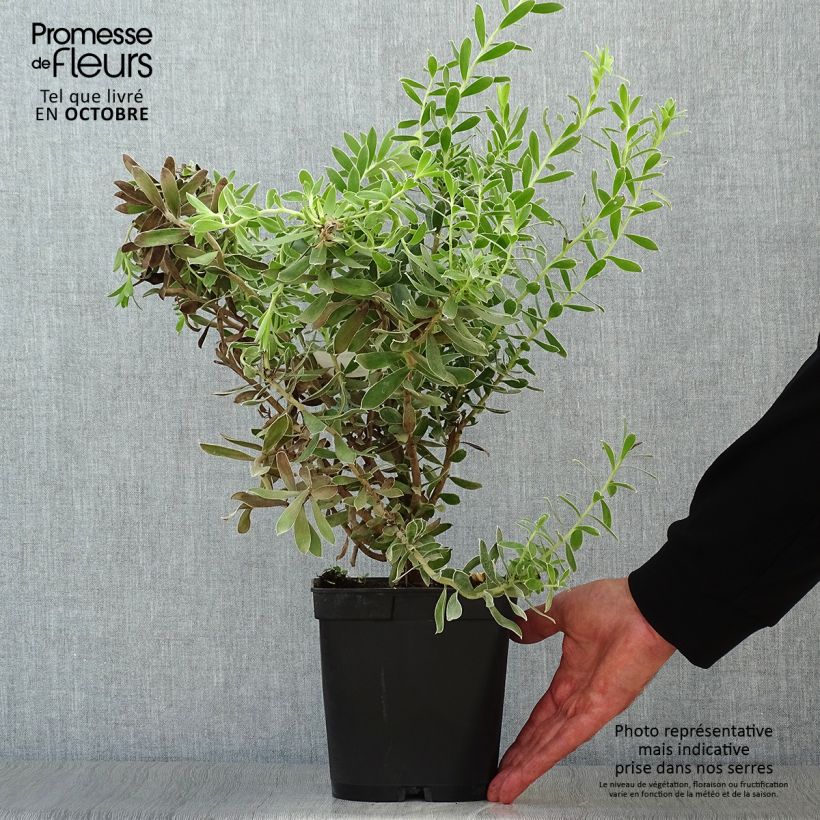 Amostra de Leucadendron Sundance Vaso de 3 L/4 L tal como entregue no outono