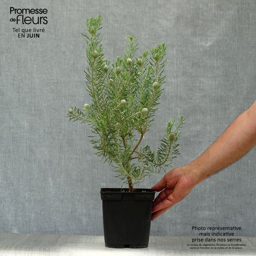 Amostra de Leucadendron galpinii Carlin Vaso de 3 L/4 L tal como entregue no verão