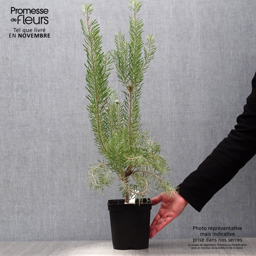Amostra de Leucadendron galpinii Carlin Vaso de 3 L/4 L tal como entregue no outono
