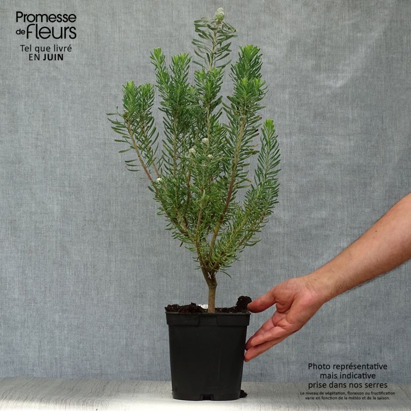 Amostra de Leucadendron galpinii Purple Haze Vaso de 3 L/4 L tal como entregue no verão