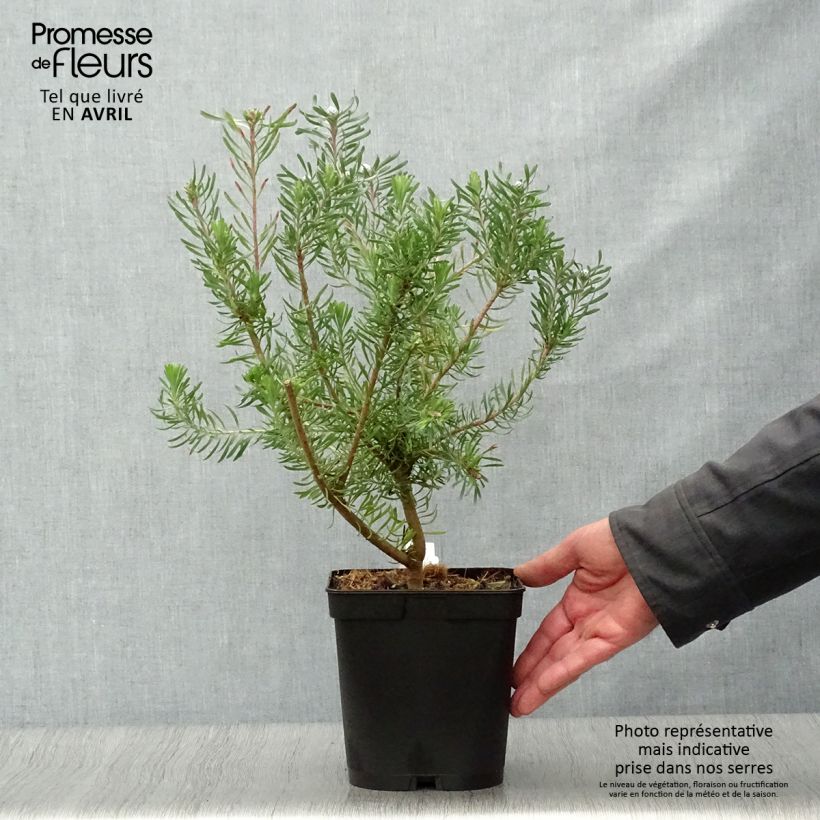 Amostra de Leucadendron galpinii Purple Haze Vaso de 3 L/4 L tal como entregue na primavera