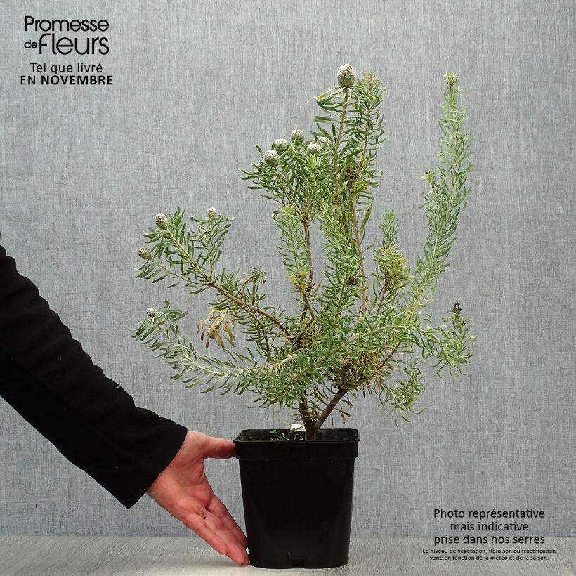 Amostra de Leucadendron galpinii Purple Haze Vaso de 3 L/4 L tal como entregue no outono