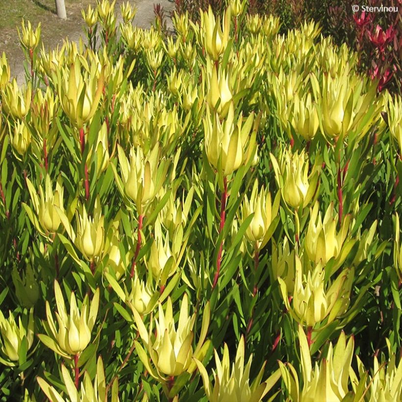 Leucadendron laureolum × salignum Inca Gold (Folhagem)