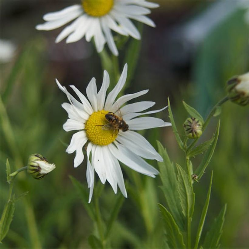 Leucanthemella serotina (Floração)