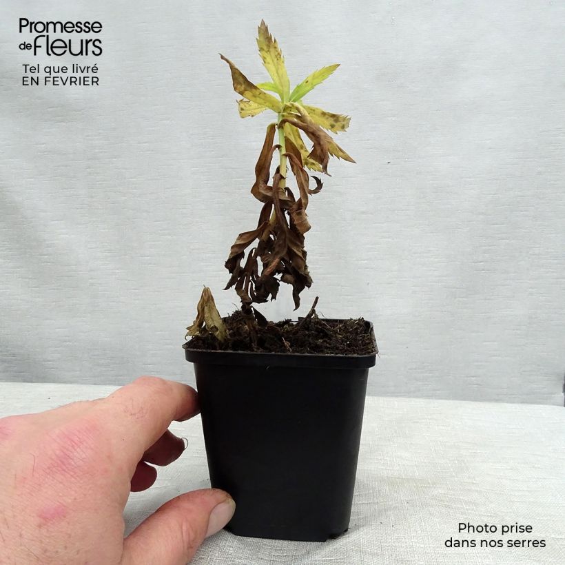 Amostra de Leucanthemella serotina - Grande marguerite d'automne Vaso de 8/9 cm tal como entregue no inverno