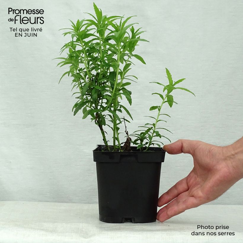 Amostra de Leucanthemella serotina Vaso de 2 L/3 L tal como entregue no verão