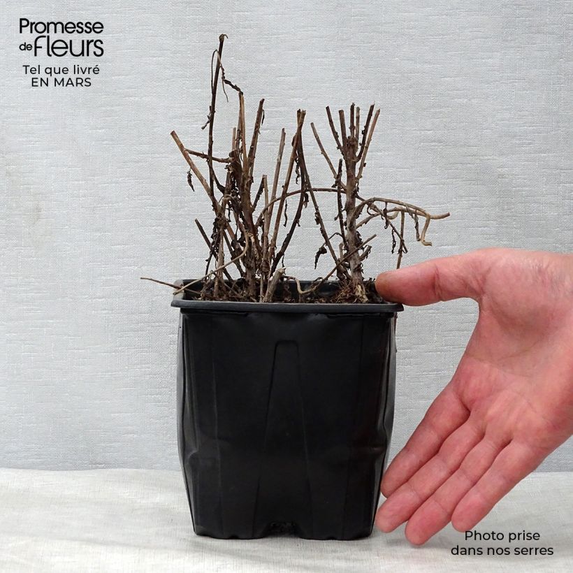 Amostra de Leucanthemella serotina Vaso de 2 L/3 L tal como entregue na primavera