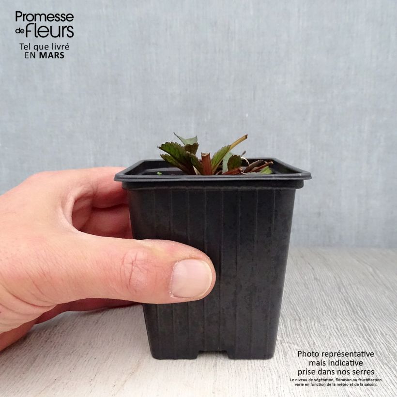 Amostra de Leucanthemum Aglaia Vaso de 7/8 cm tal como entregue na primavera