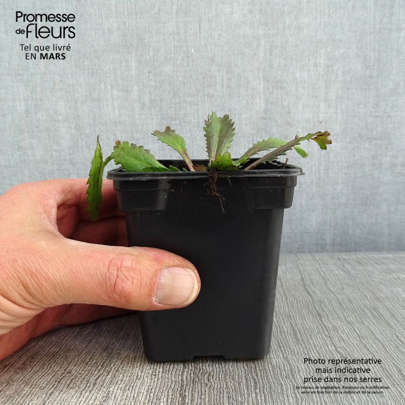 Amostra de Leucanthemum Aglaia - Grande Marguerite Vaso de 7/8 cm tal como entregue no inverno