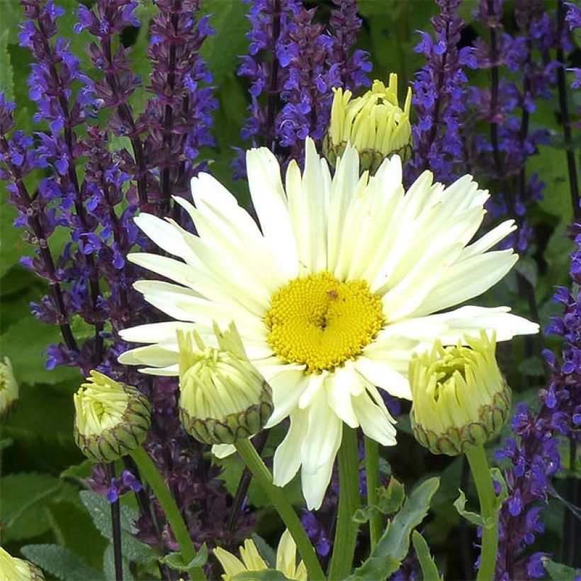 Leucanthemum Banana Cream (Floração)