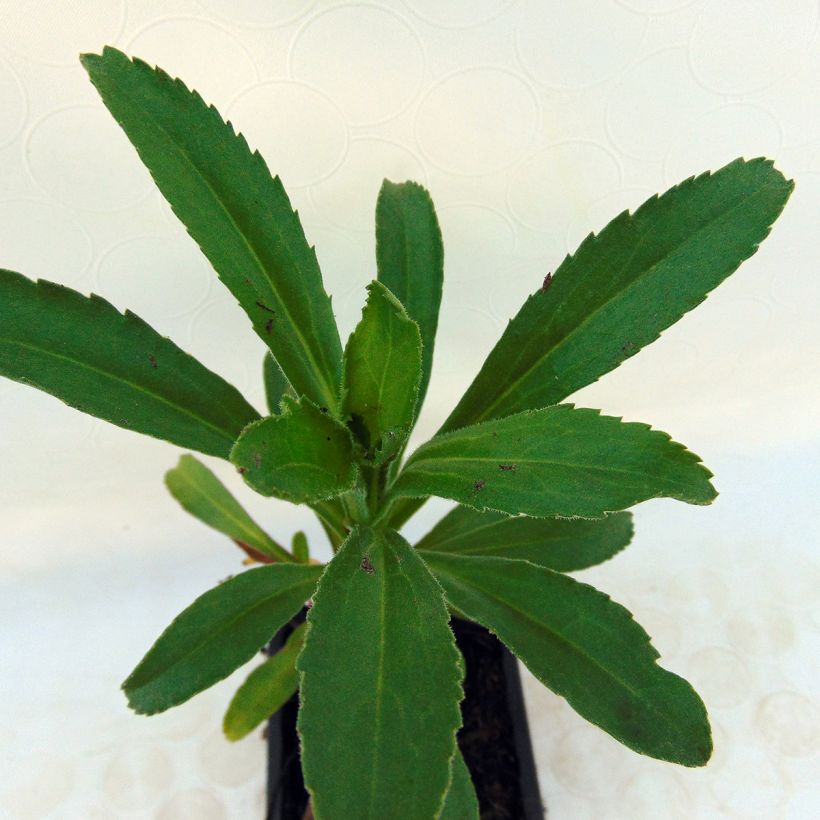 Leucanthemum Banana Cream (Folhagem)