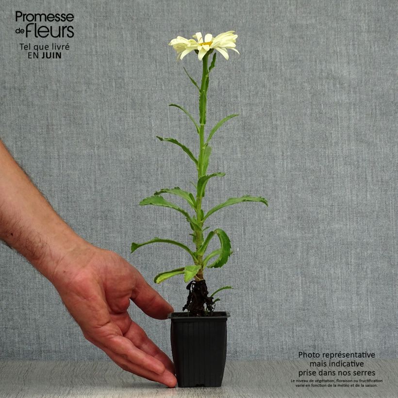 Amostra de Leucanthemum Banana Cream Vaso de 7/8 cm tal como entregue no verão
