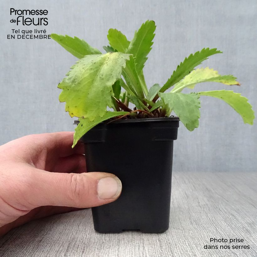 Amostra de Leucanthemum Banana Cream - Grande marguerite Vaso de 7/8 cm tal como entregue no inverno