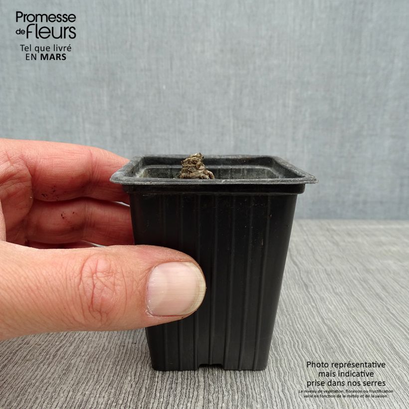 Amostra de Leucanthemum Banana Cream Vaso de 7/8 cm tal como entregue na primavera