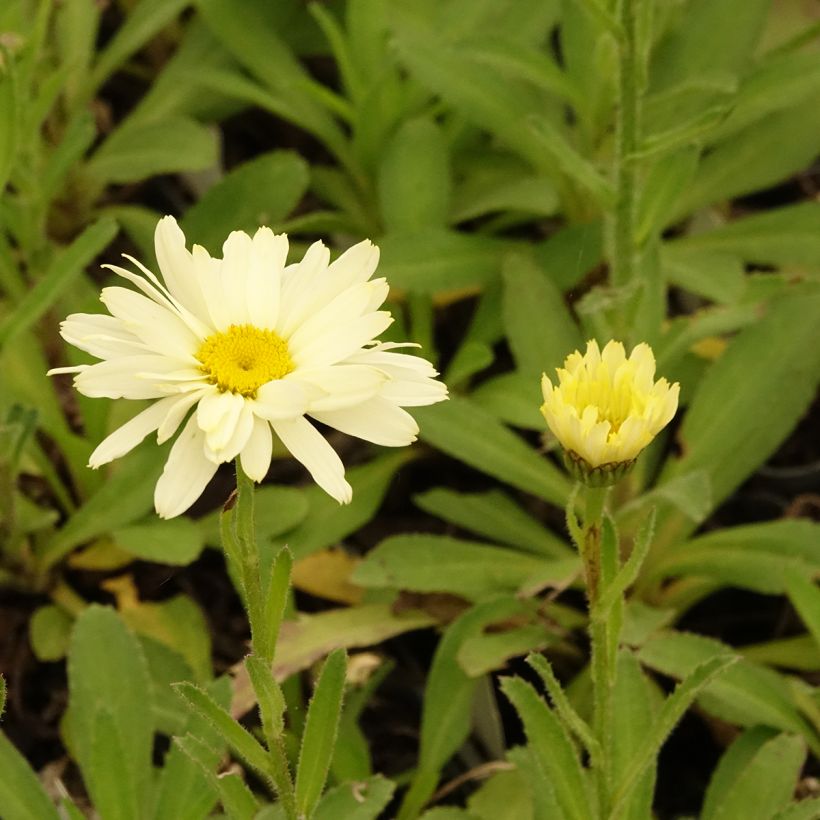 Leucanthemum Banana Cream (Floração)