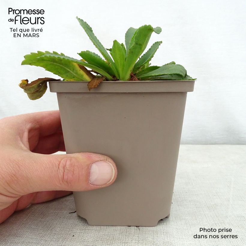 Amostra de Leucanthemum Kings Crown Vaso de 8/9 cm tal como entregue na primavera