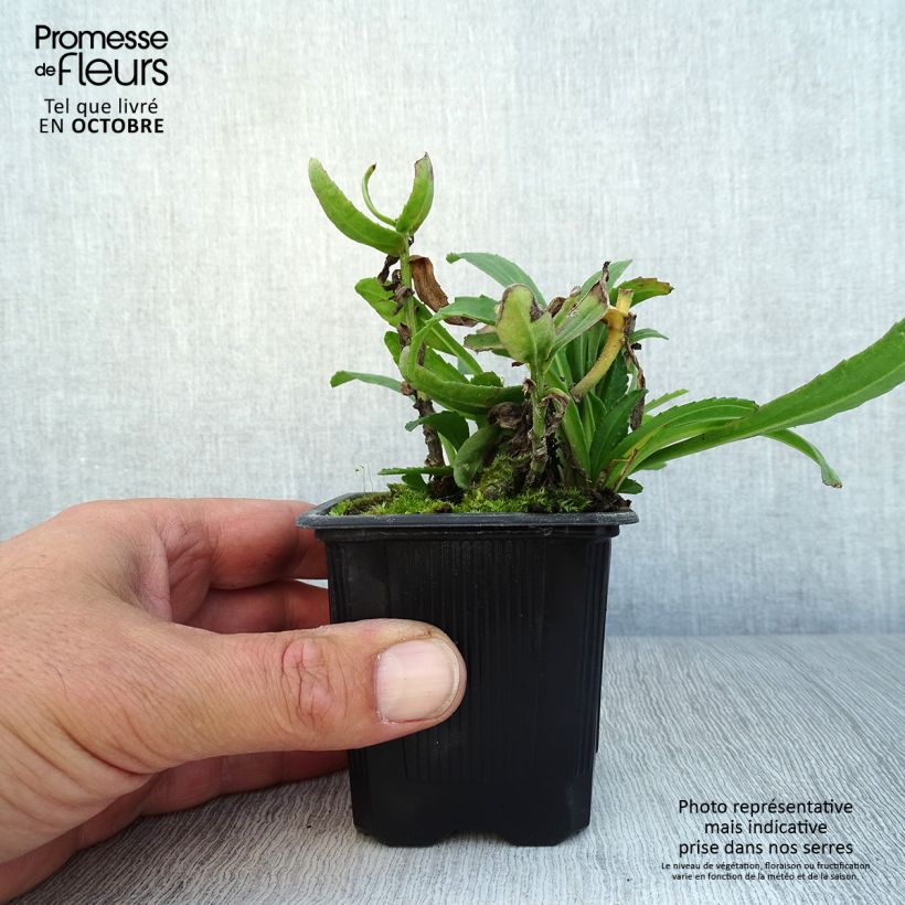 Amostra de Leucanthemum Kings Crown Vaso de 8/9 cm tal como entregue no outono