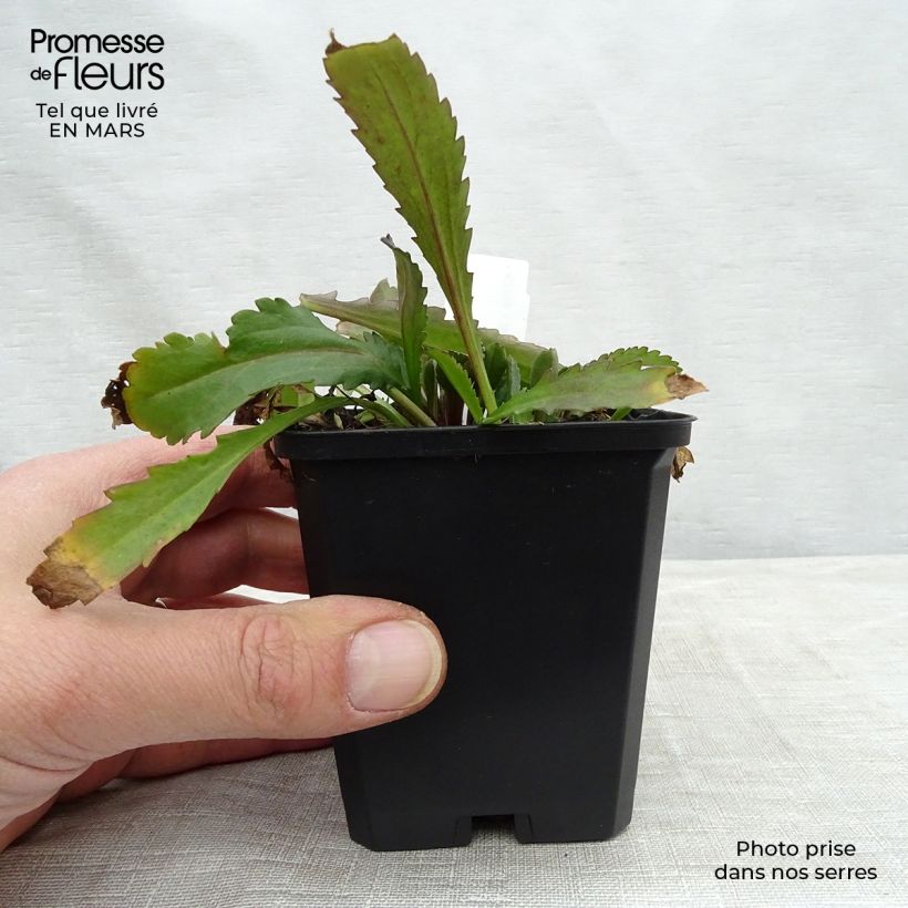 Amostra de Leucanthemum Polaris Vaso de 8/9 cm tal como entregue na primavera