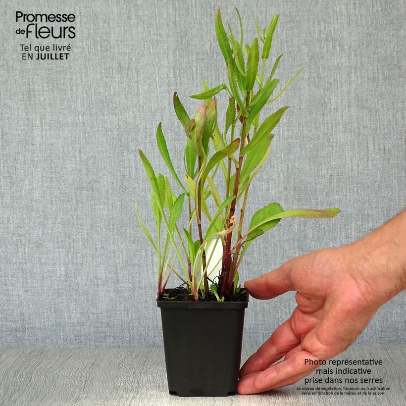 Amostra de Leucanthemum Polaris Vaso de 8/9 cm tal como entregue no verão