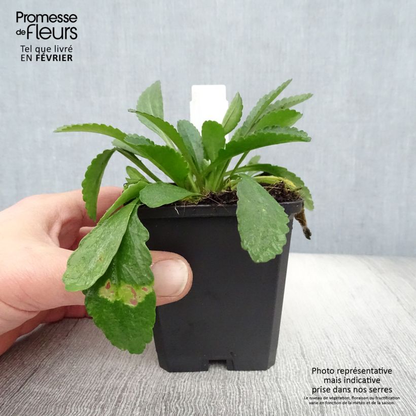 Amostra de Leucanthemum Polaris - Marguerite d'été Vaso de 8/9 cm tal como entregue no inverno