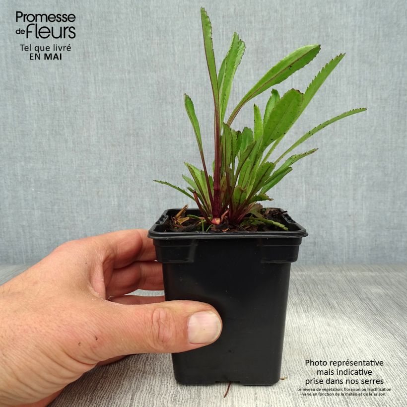 Amostra de Leucanthemum Princesse d'Argent Vaso de 7/8 cm tal como entregue na primavera