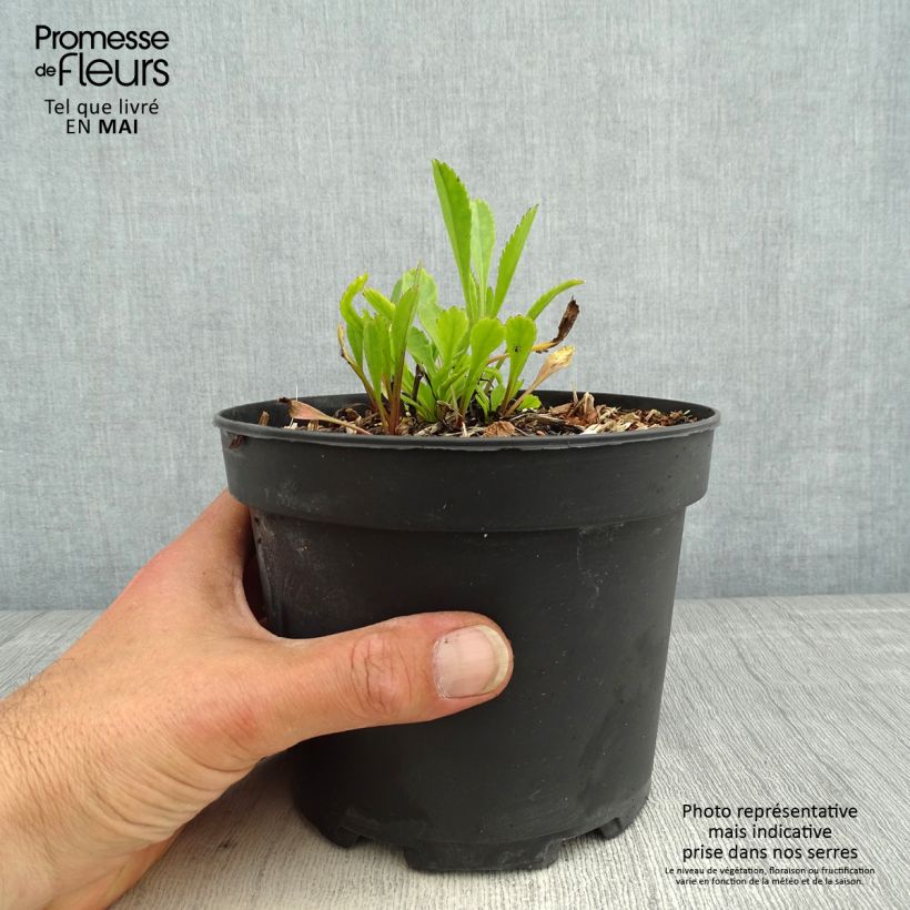 Amostra de Leucanthemum Princesse d'Argent Vaso de 2 L/3 L tal como entregue na primavera