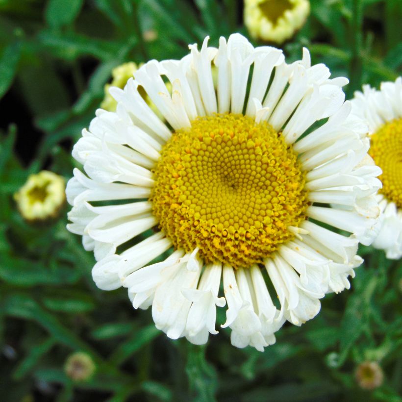 Leucanthemum Real Neat (Floração)